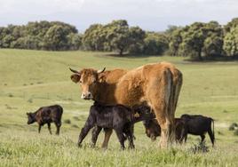 Una vaca amamanta a su ternero en una dehesa extremeña.