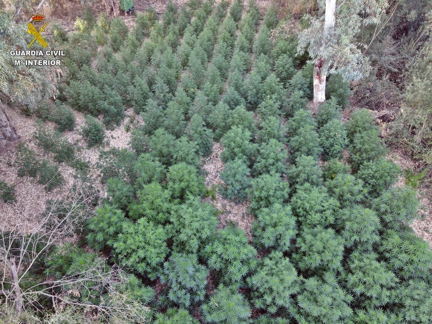 La plantación contaba con sistema de riego por goteo. 