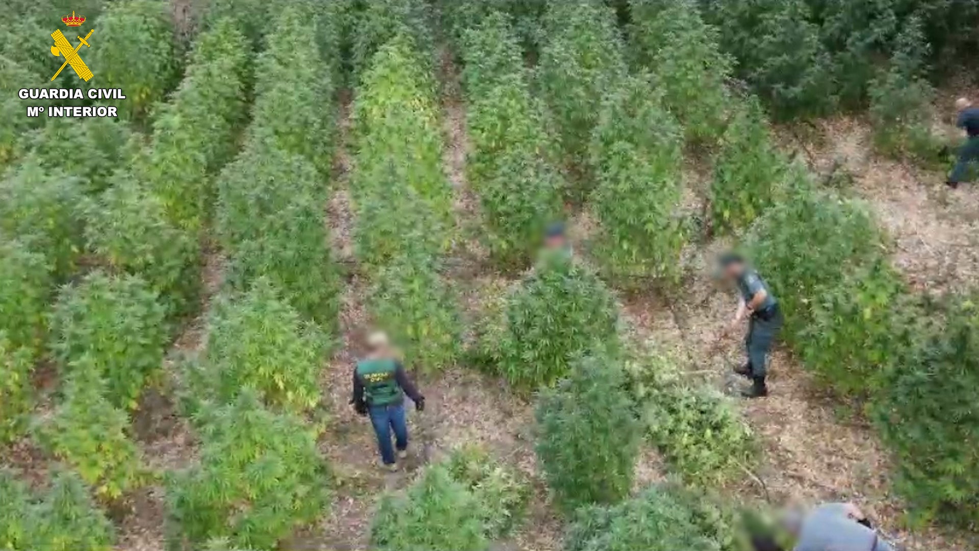 Al llegar los guardias civiles encontraron la zona de siembra con 230 plantas de más de dos metros de altura. Estaban ocultas entre los eucaliptos.