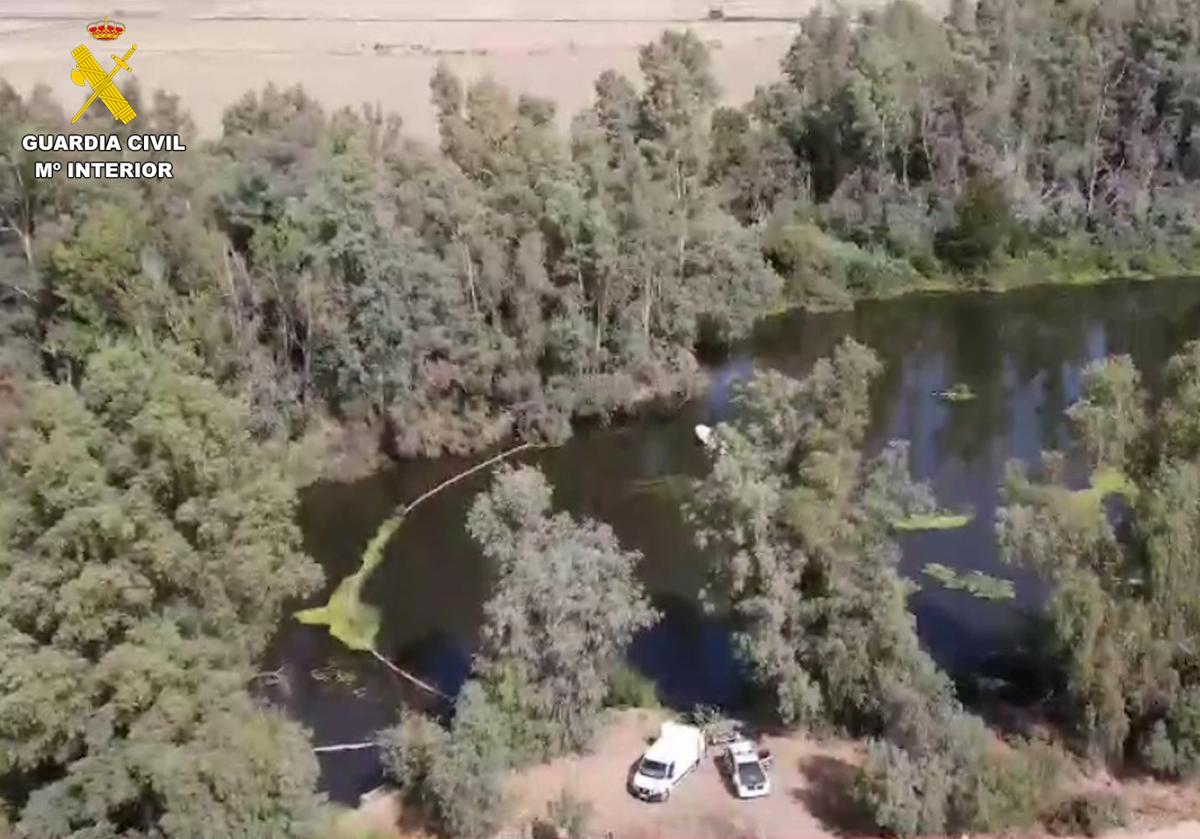 Plantación de marihuana en una isleta del Guadiana