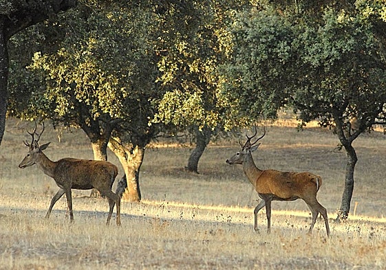 Ciervos durante la berrea en una finca del Parque Nacional de Monfragüe.