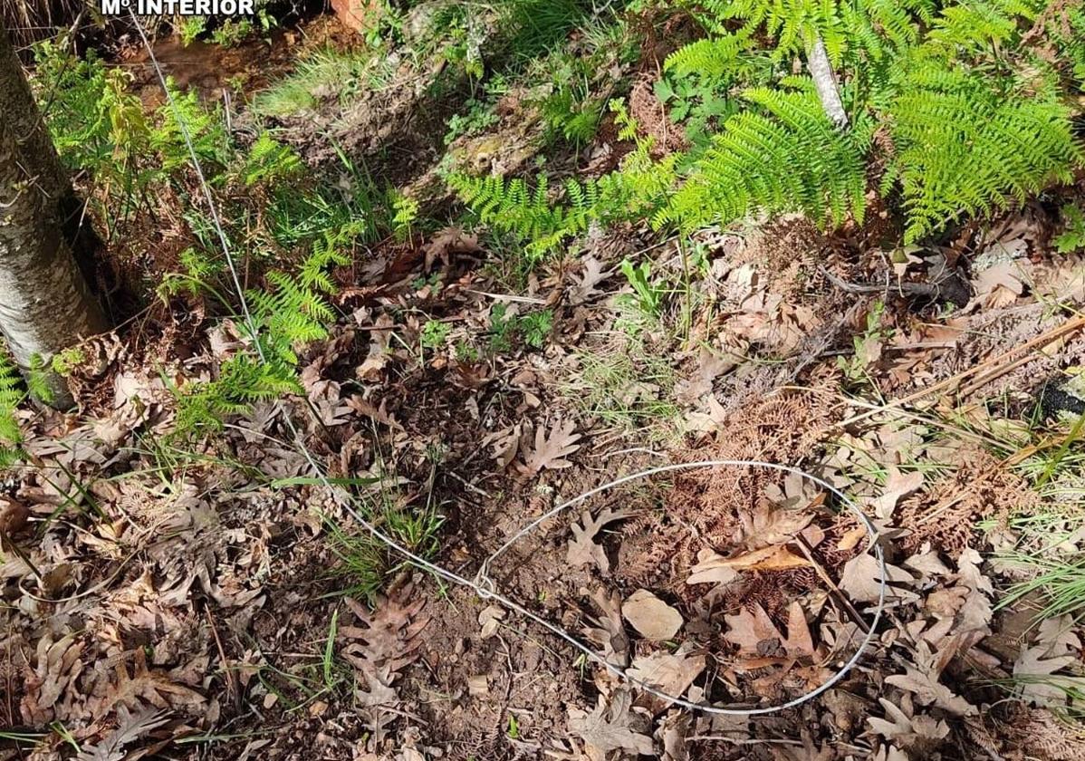 Lazo metálico hallado en el terreno gestionado por una sociedad de cazadores en Berzocana.