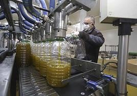 Envasado de aceite de oliva virgen extra en las instalaciones del grupo Viñaoliva en Almendralejo.