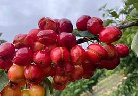 Cerezas dañadas por las lluvias en la última campaña, la peor de los últimos 35 años.