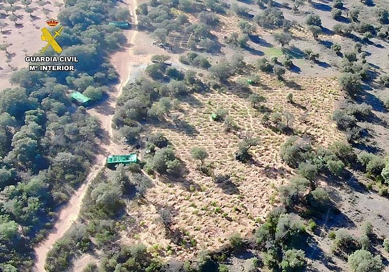 Detenido el dueño de una parcela de Villar del Pedroso por cultivar 1.400 plantas de marihuana