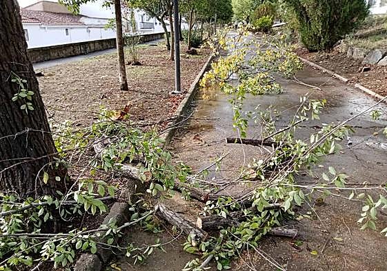Varias de las ramas partidas que tuvieron que ser retiradas.