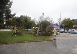 Los bomberos retiran un árbol derribado por el viento.