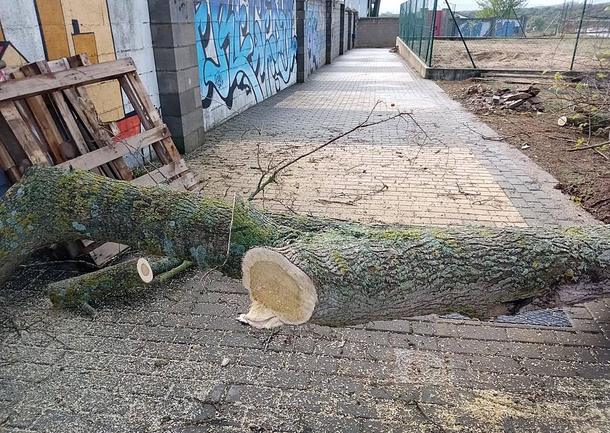 Imagen secundaria 1 - La borrasca Aline deja varias ramas de árboles caídas a su paso por Fregenal