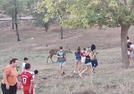 14 personas, varias de ellas menores, rodean a un ciervo, en una foto tomada el pasado día 12, festivo de la HIspanidad.