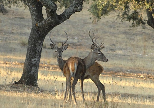 La Junta se ha marcado el objetivo de abatir 483 hembras y 161 machos de ciervo en el parque nacional.