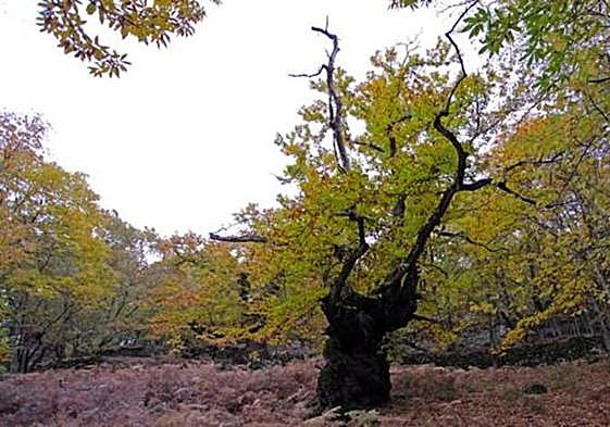 Castaños del Temblar, en Segura de Toro.
