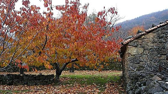 Este es el programa del Otoño Mágico del Valle del Ambroz