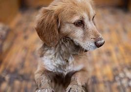 Cuidado si tienes a tu perro o al gato en un patio o terraza