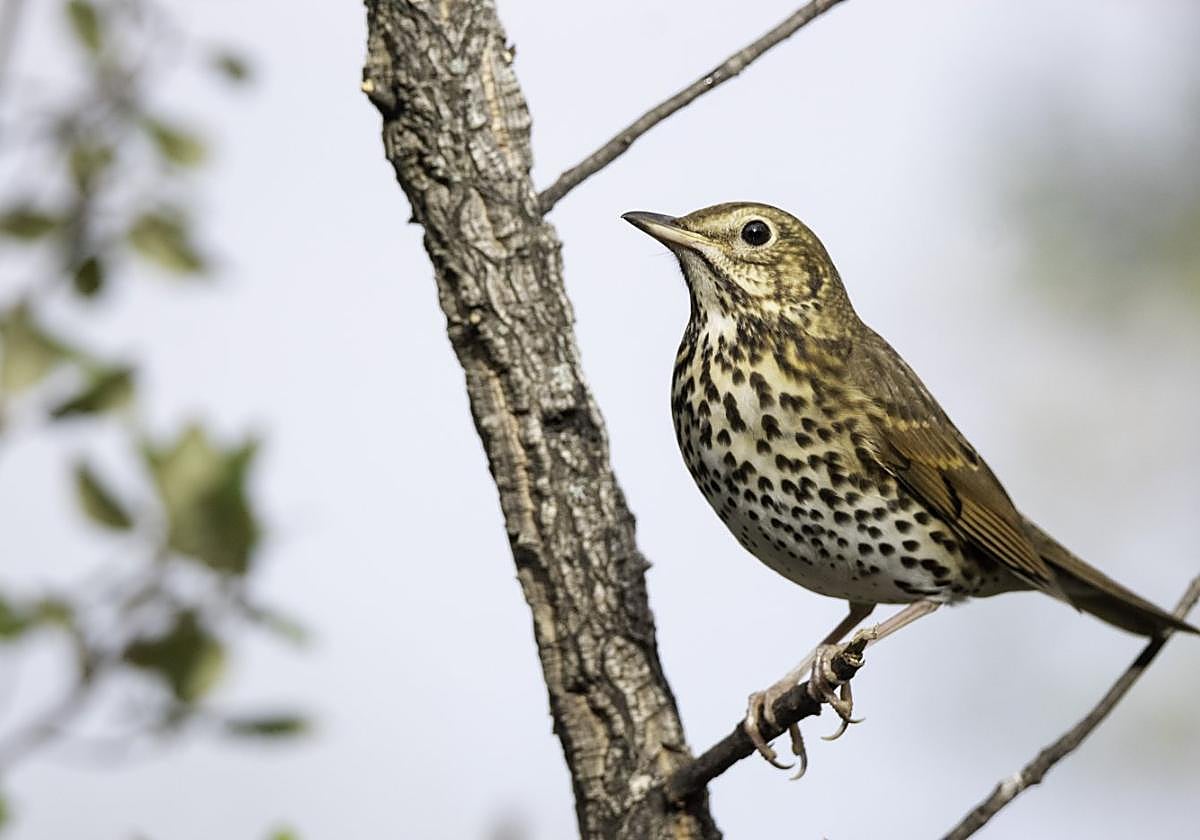 El zorzal es una de las especies más queridas por los cazadores.
