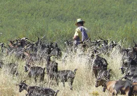 El asesino y la víctima eran pastores de cabras. En la imagen un pastor en la zona de Navalmoral de la Mata.