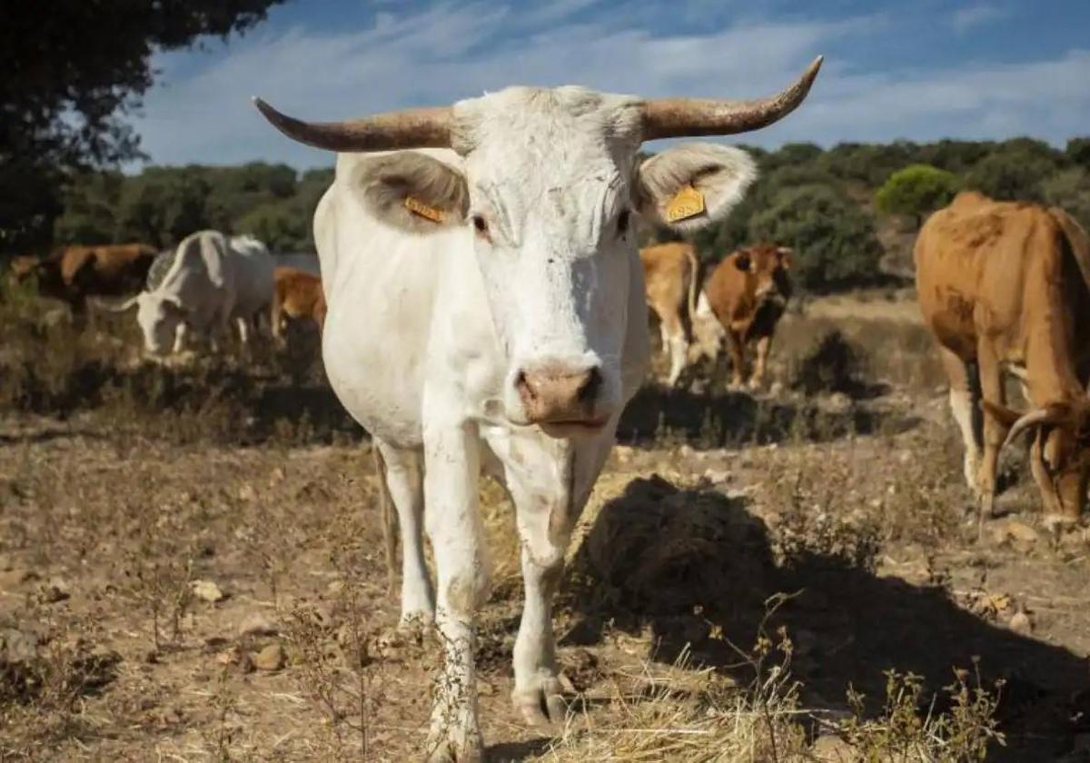 Ejemplar de vaca blanca cacereña, en peligro de extinción.