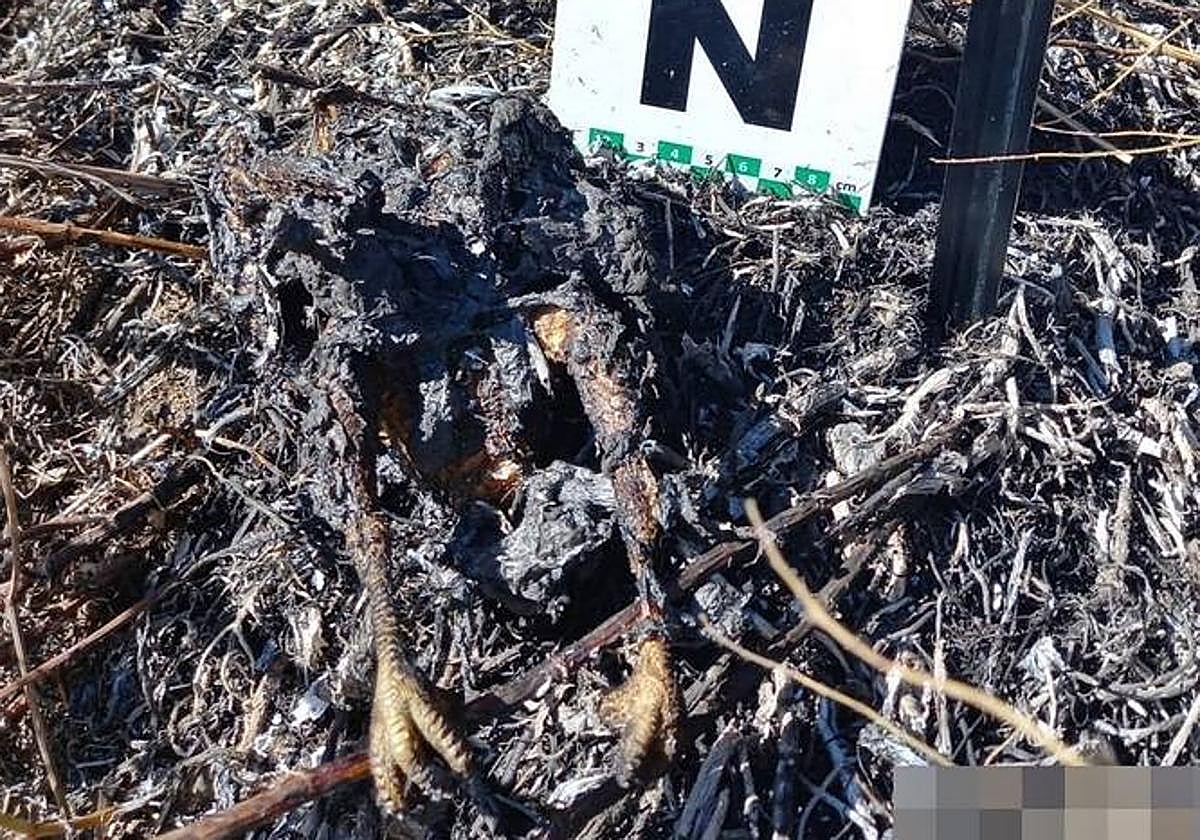 Imagen del ave que chocó contra el tendido.