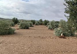 Olivos caídos, de la variedad picual o marteña, en los cultivos cercanos a Hornachos.