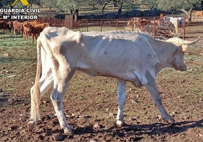 Encontraron a los animales carentes de cualquier tipo de alimentación, andando sin rumbo e incapaces de mantenerse en pie.