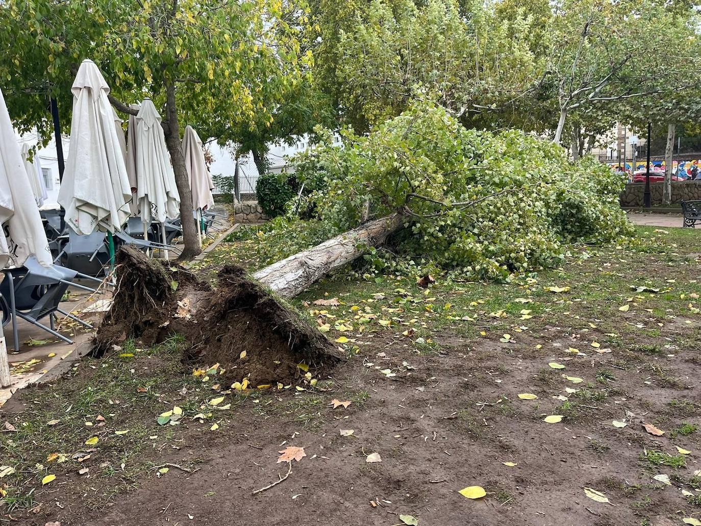 Árbol caído junto al colegio Inés de Suárez de Plasencia cuando los niños salían de clase. El suceso provocó seis heridos leves.