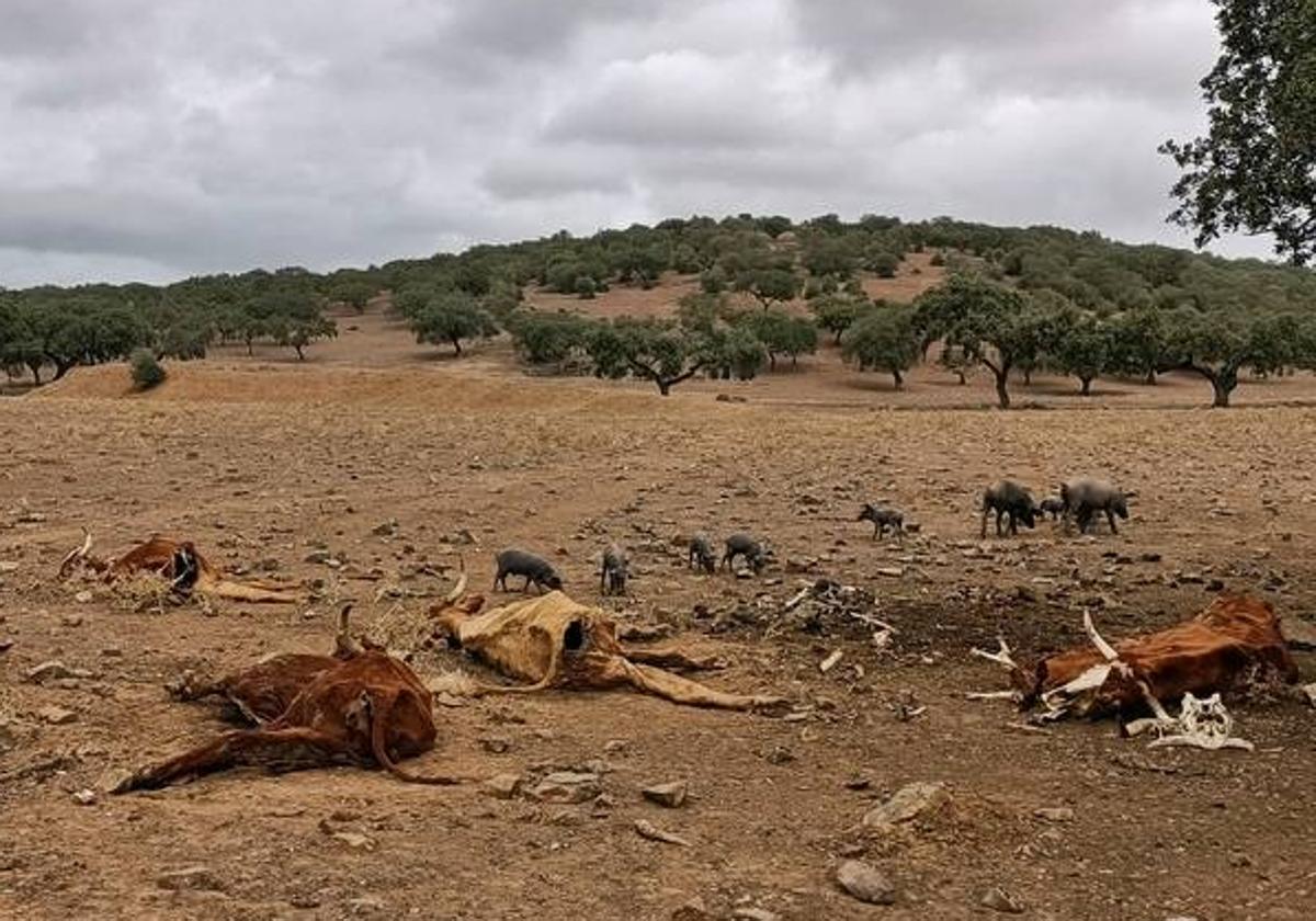 Encontraron en la la finca los cadáveres de cinco reses en diferentes estados de descomposición, que estaban siendo devoradas por cerdos caseros.