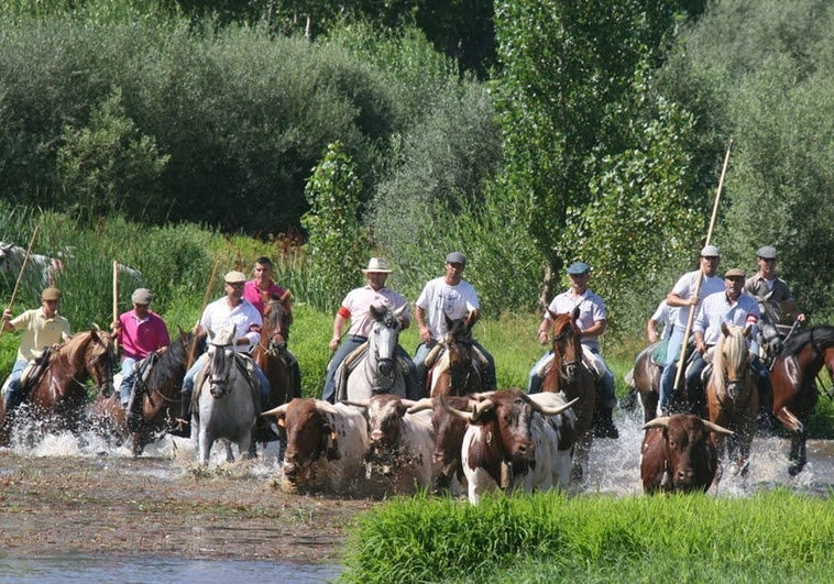 Caballistas conduciendo bueyes por el río Alagón, en Coria.