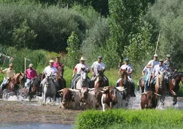 Caballistas conduciendo bueyes por el río Alagón, en Coria.