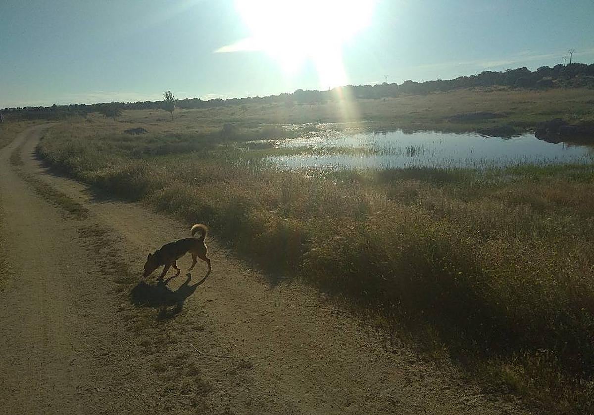 El PSOE de Fregenal busca crear un espacio específico para las mascotas