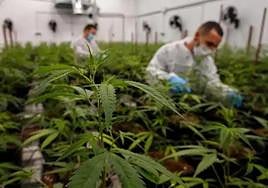 Extremadura publica la aprobación de la norma para la producción del cultivo de cáñamo