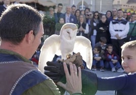 Exhibición de cetrería en una edición pasada del Mercado Medieval de Cáceres.