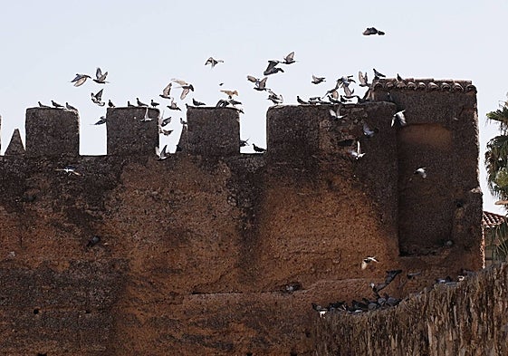 Invasión de palomas en la muralla cacereña, otro de los espacios afectados por la presencia de aves.