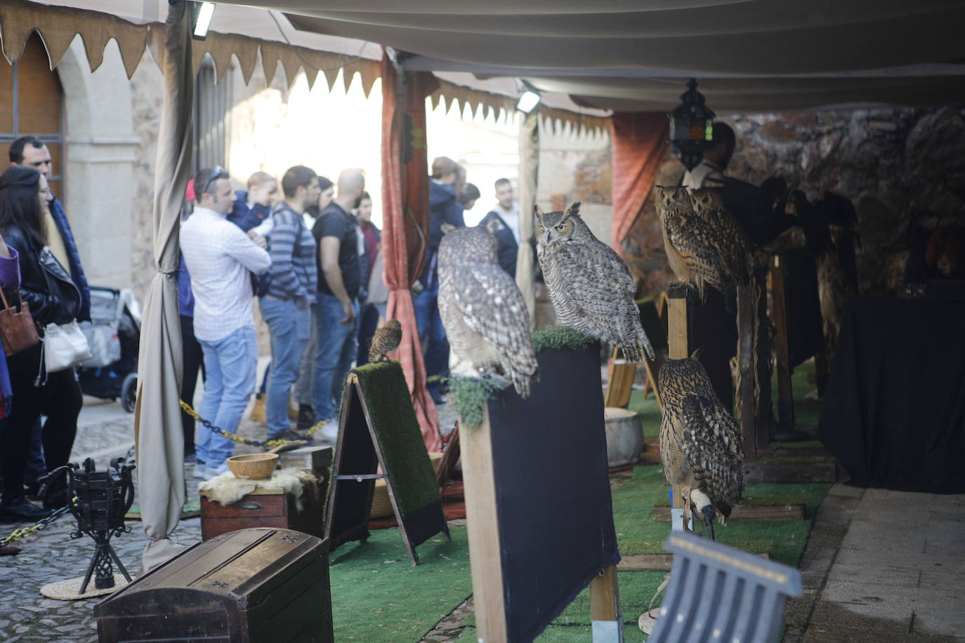 Las rapaces regresan al Mercado Medieval de Cáceres