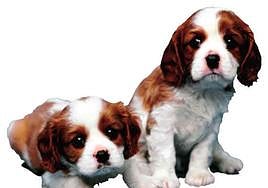 Olvida la estética: Qué debemos tener en cuenta antes de escoger una u otra raza de perro