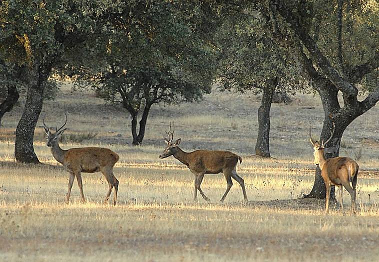 Ciervos en Monfragüe.