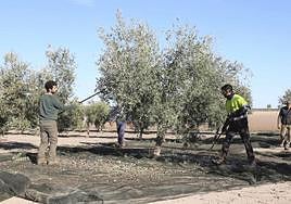 Unos jornaleros cosechan aceitunas de la variedad picual en una parcela de Los Santos de Maimona.