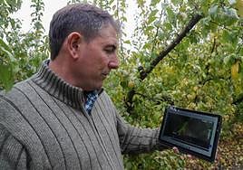 La parcela de ciruelos que se riega sola y necesita menos agua