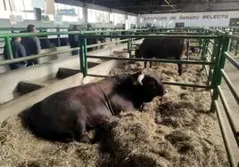 Más ventas este año en la feria Agroganadera de Trujillo