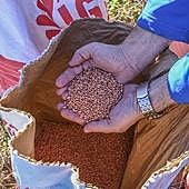 El color rojizo de las semillas se debe a los fitosanitarios con los que las envuelven en la fábrica.