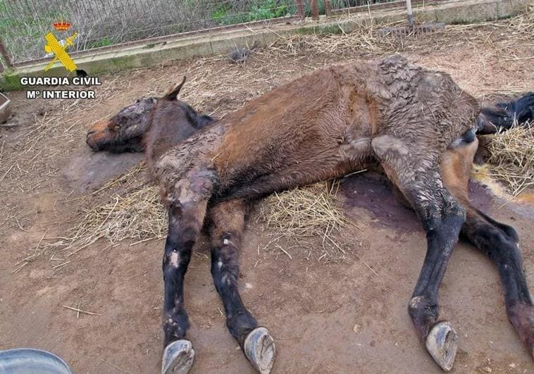 Investigan a un vecino de Llerena por dejar morir a una yegua en estado de desnutrición