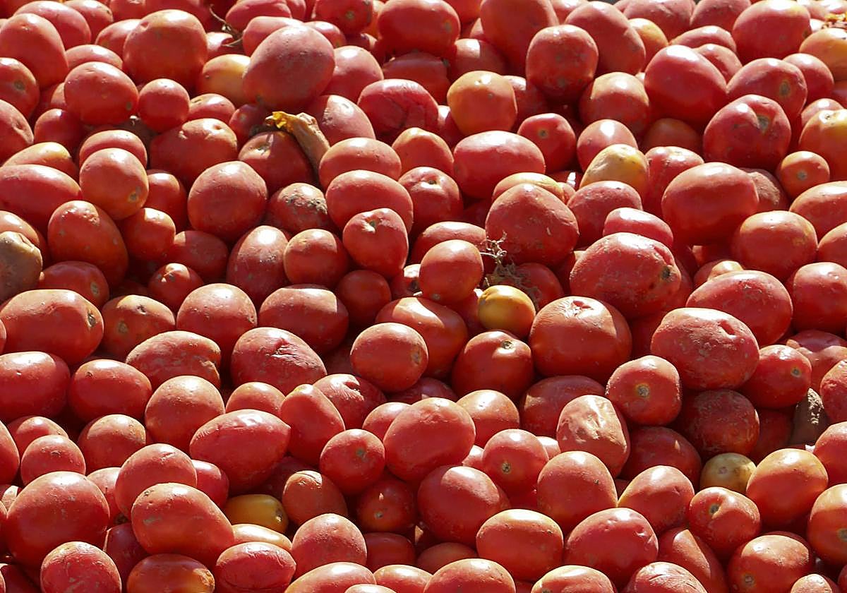 Esta campaña se han cosechado 1,9 millones de toneladas de tomate.