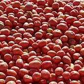 El coste de la tonelada de tomate sube hasta 145 euros en la región