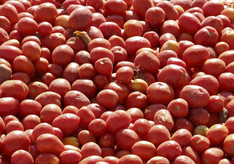 El coste de la tonelada de tomate sube hasta 145 euros en la región