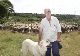 El ganadero cacereño, con sus ovejas y uno de sus perros cerca del puerto de Miravete, hace dos años.