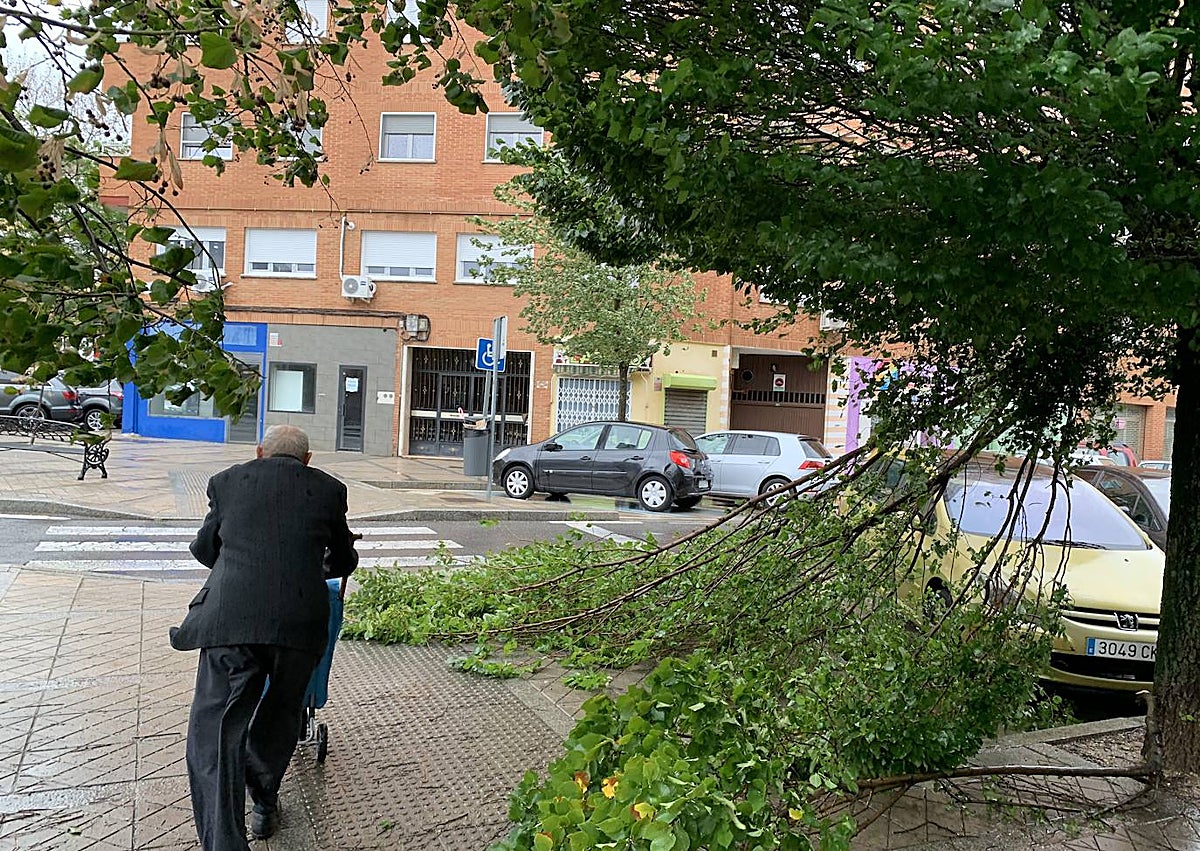 Imagen secundaria 1 - Arriba, operarios de la concesionaria de zonas verdes durante unos trabajos esta semana en el parque de Gloria Fuertes. Debajo, un hombre pasa cerca de un árbol afectado por el temporal de octubre. Sobre estas líneas, raíces y restos de un ejemplar dañado pendiente de ser retirado en la calle Maladeta.