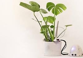 Proyecto 'Otras inteligencias. Diálogos interespecies planta-humano', de María Castellanos.