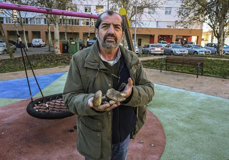 Rafa Rey con las amanitas que ha localizado en el parque infantil de Ciudad Jardín.