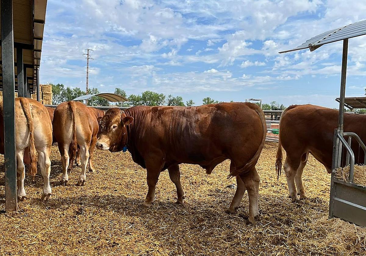 La ayuda será de 35 euros por cada bovino mayor de 24 meses.