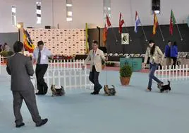 Imagen de archivo de un concurso de perros en Badajoz.