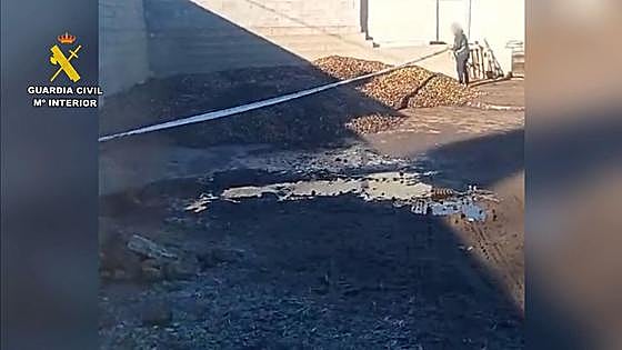 Inmovilizan en Salvatierra de Santiago 15 toneladas de aceitunas en mal estado