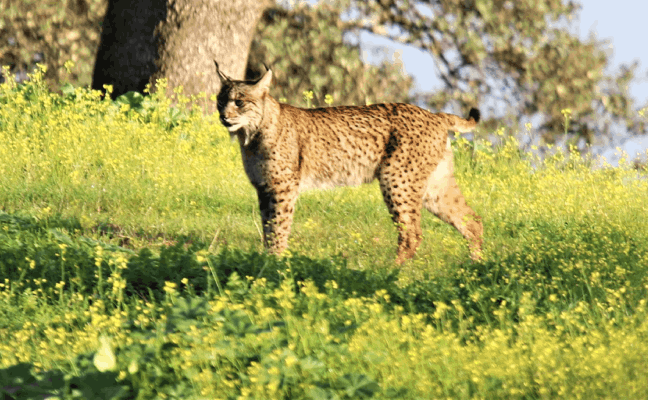 Cornalvo, la mejor casa para los linces de la N-630